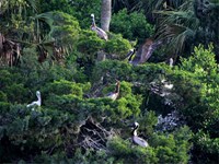 Pelican Roost (click to enlarge)